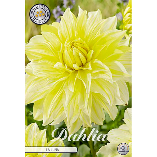 Dekorativdahlia 'La Luna'