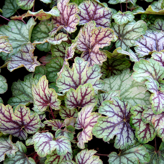 Alunrot 'Green Spice', 3-pack
