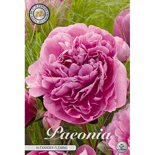 Luktpion 'Alexander Fleming'