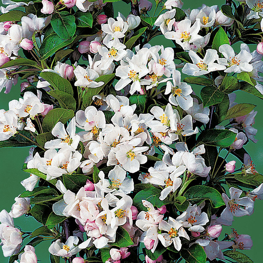 Prydnadsapel, Malus 'Red Sentinal'