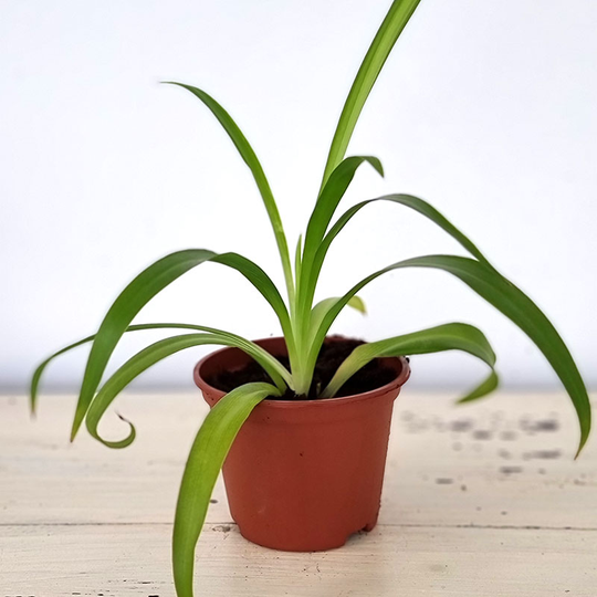 Ampellilja 'Lemon'