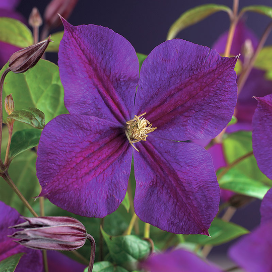 Klematis 'Star of India'