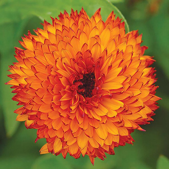 Ringblomma 'Neon'