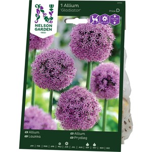 Höstlök Nelson Garden Allium Gladiator Purpurrosa