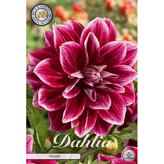 Dekorativdahlia 'Praime'
