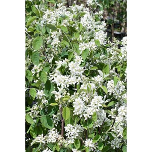 Bärhäggmispel CO D9-11 cm, 10-pack