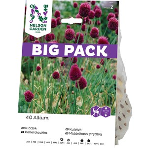 Höstlök Nelson Garden Klotlök Violett Big Pack