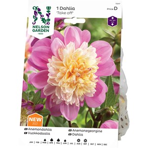 Vårlök Nelson Garden Dahlia Anemon Take Off Hög