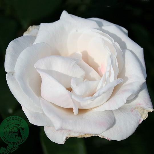 Ros 'Royal Copenhagen'