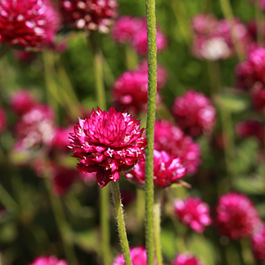Klotamarant 'Purple'