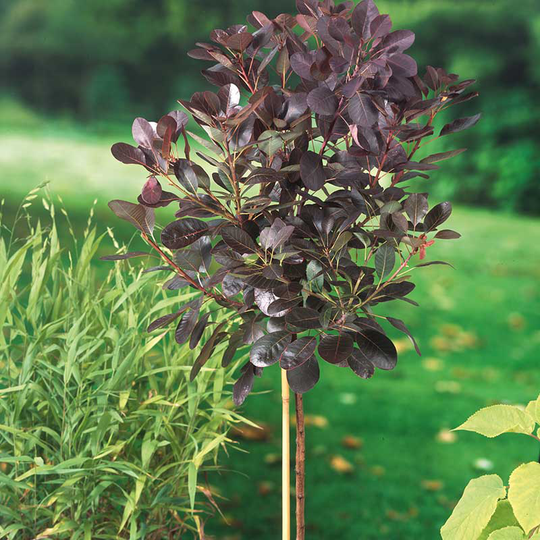 Rödbladig perukbuske 'Royal Purple', 1-pack