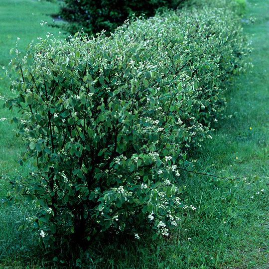 Häggmispel 50-80 cm, 10-pack