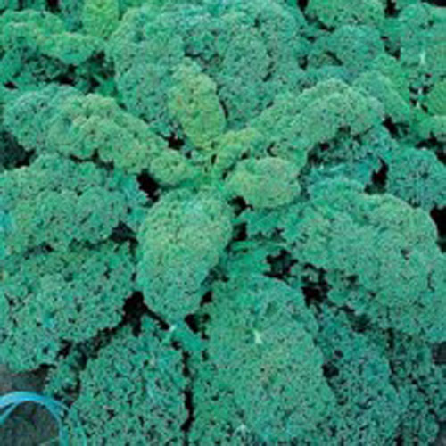 Kål 'Dwarf Green Curled'