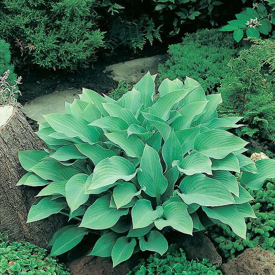 Funkia 'Krossa Regal', 3-pack