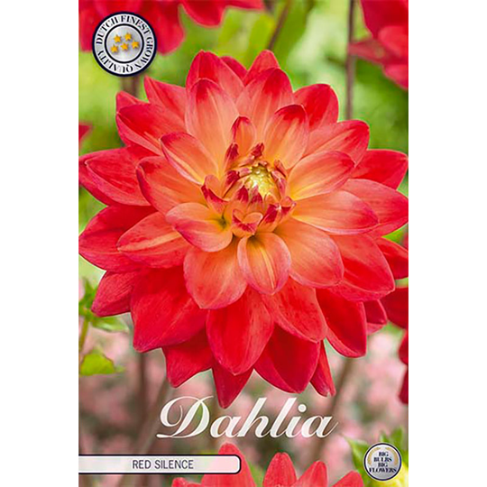 Dekorativdahlia 'Red Silence'