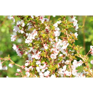 Dvärgkörsbär 'Kojou-no-mai' Sh 110 cm