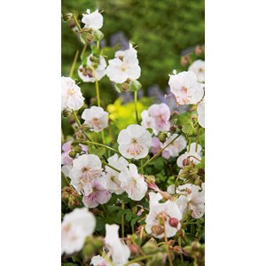 Liten flocknäva 'St Ola', 6-pack