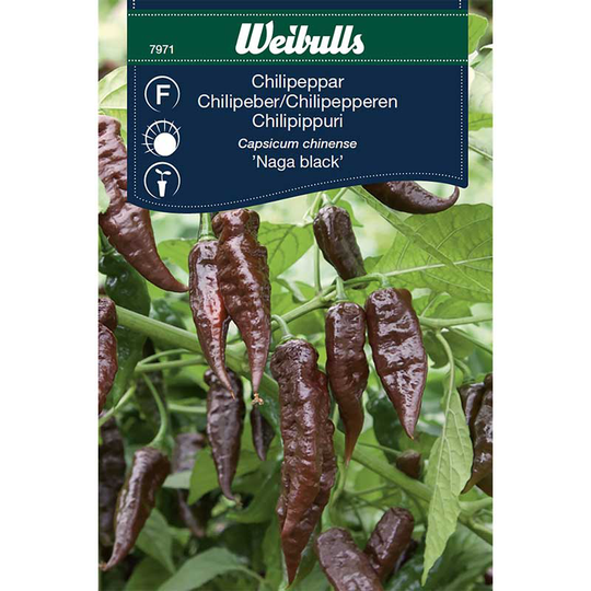 Chilipeppar 'Naga Black'