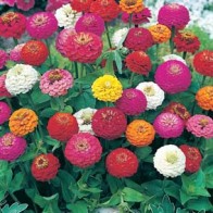 Zinnia 'Sprite', mix