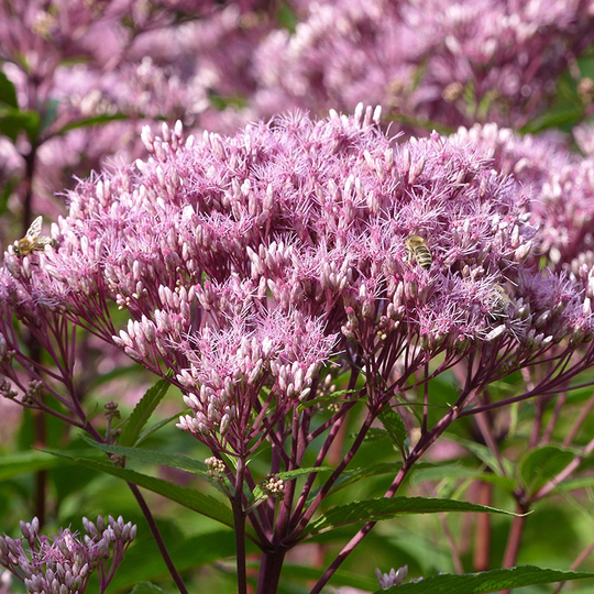 Fläckflockel 'Purple Bush', 3-pack