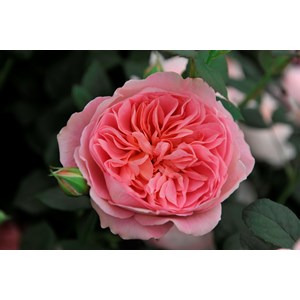 Modern buskros Boscobel, 10-pack