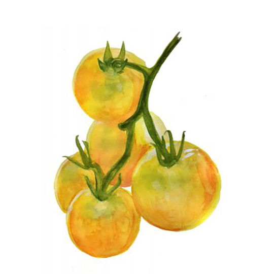 Tomat 'Wapsipinicon'
