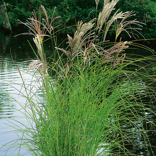 Glansmiskantus 'Kleine Silberspinne' 2L, 2-pack