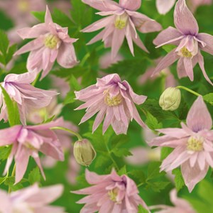 Klematis 'Markham's Pink' 1-pack