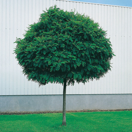 Klotrobinia 'Umbraculifera', högstam st.omf. 10-12cm