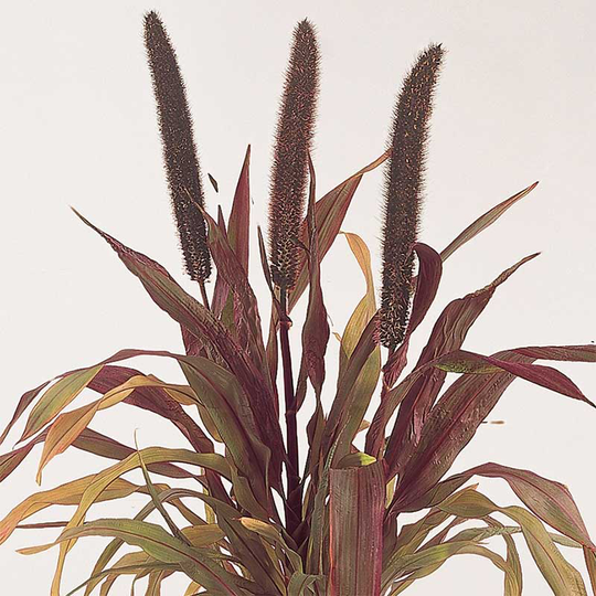 Pärlhirs 'Purple Baron'