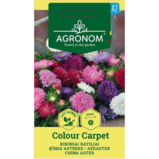 Sommaraster 'Colour Carpet'