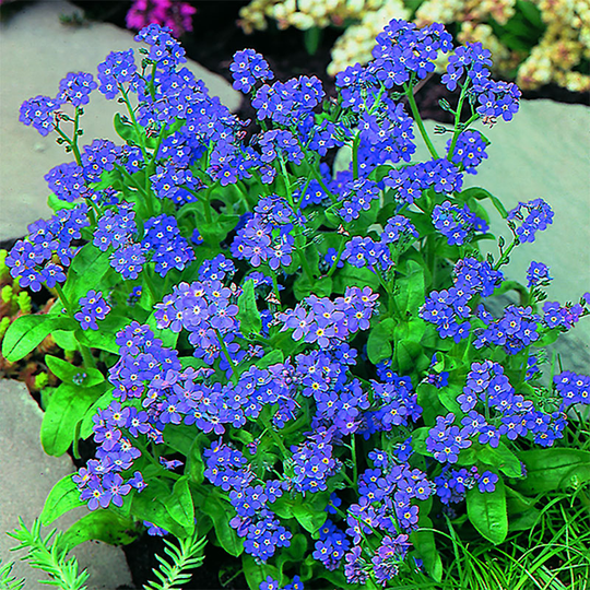 Skogsförgätmigej 'Indigo'