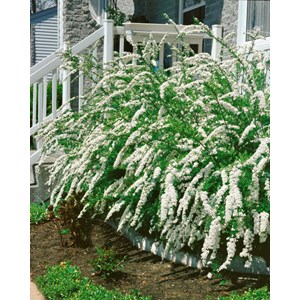 Brudspirea Goliath 80-100 cm 50-pack