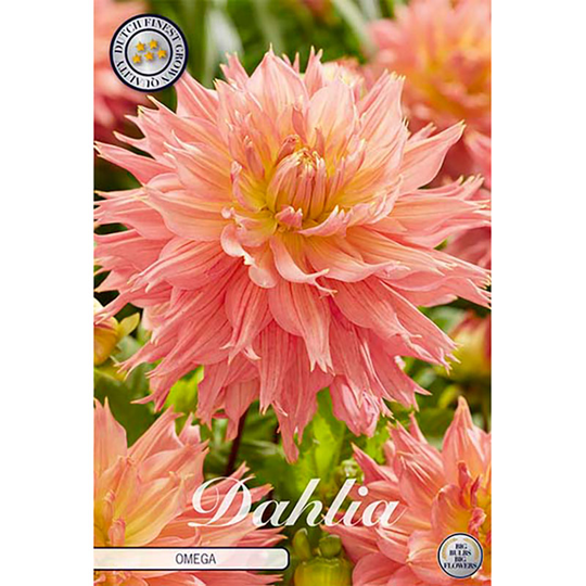Kaktusdahlia 'Omega'