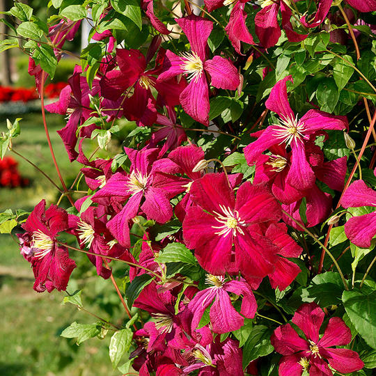 Klematis 'Madame Julia Correvon'