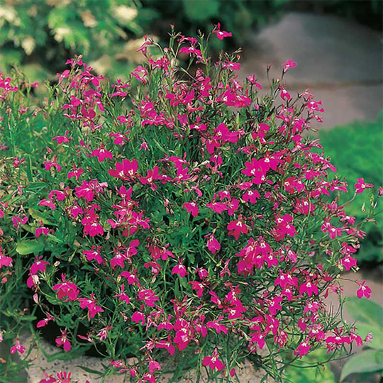 Kaplobelia 'Crimson Fountain'