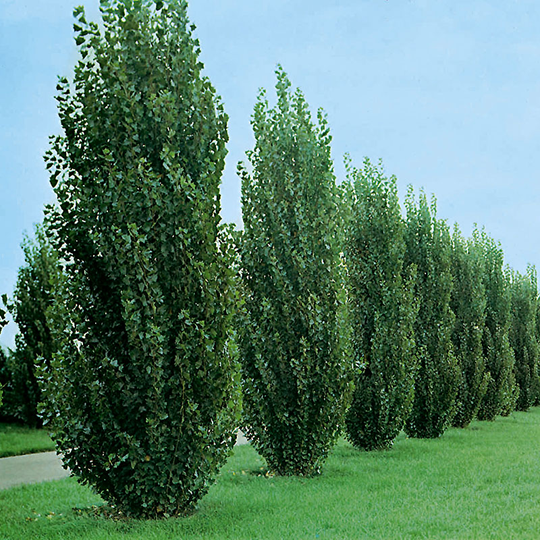 Häckpoppel, 60-100 cm, 10-pack