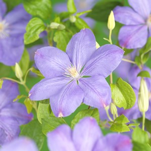 Klematis ' Mrs Cholmondeley' 1-pack