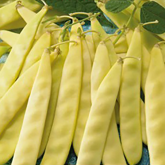 Skärböna 'Serpedor'