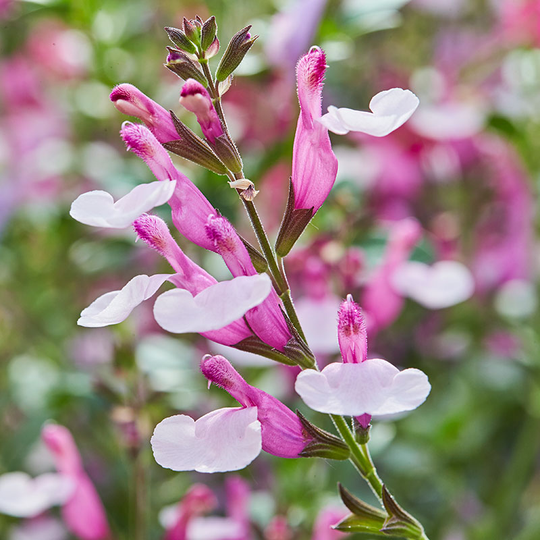 Salvia 'Joy', 3-pack