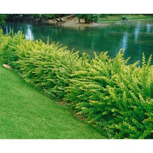 Häckberberis CO 10-pack