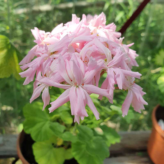 Zonalpelargon 'Mrs. Salter Bevis'
