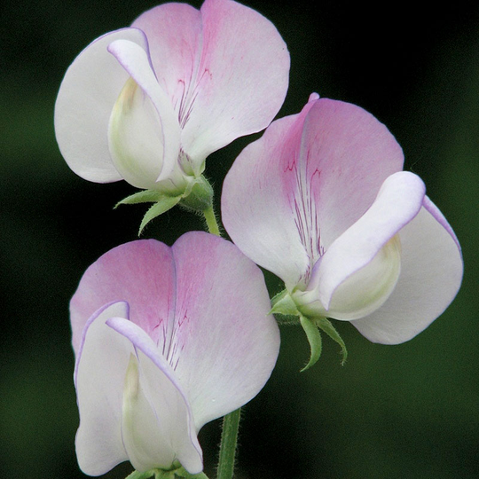Luktärt 'Teresa Maureen'