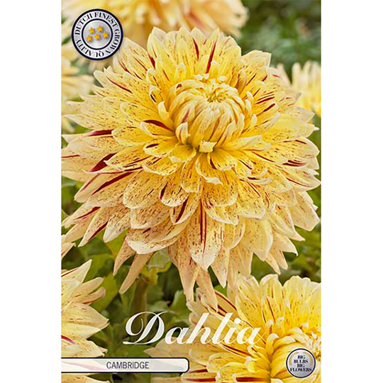 Dekorativdahlia 'Cambridge'