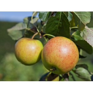 Äpple 'Filippa' inkl. uppbindningskit
