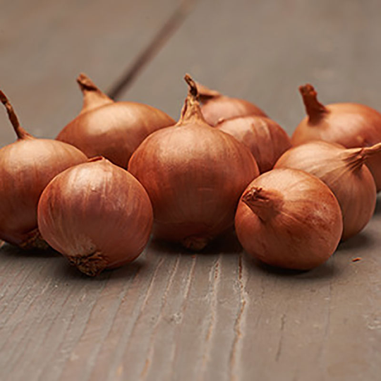 Schalottenlök 'Red Sun', sättlök 250g