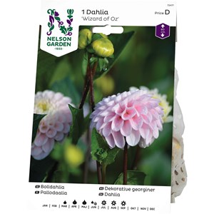 Vårlök Nelson Garden Dahlia Wizard of Oz Hög boll, Rosa