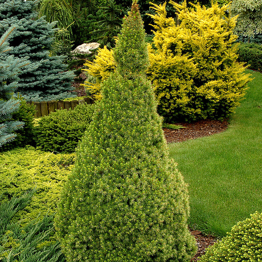 Sockertoppsgran 'Conica' 40-50 cm