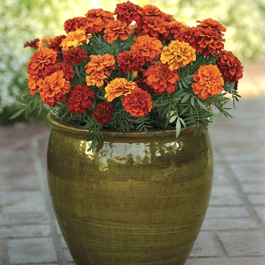 Sammetstagetes 'Fireball' F1
