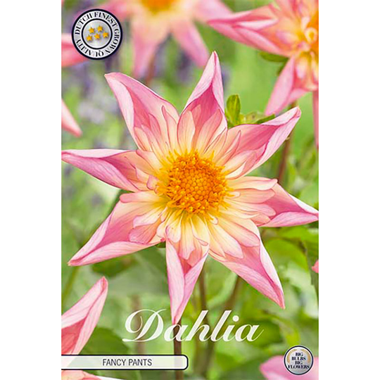 Stjärndahlia 'Fancy Pants'